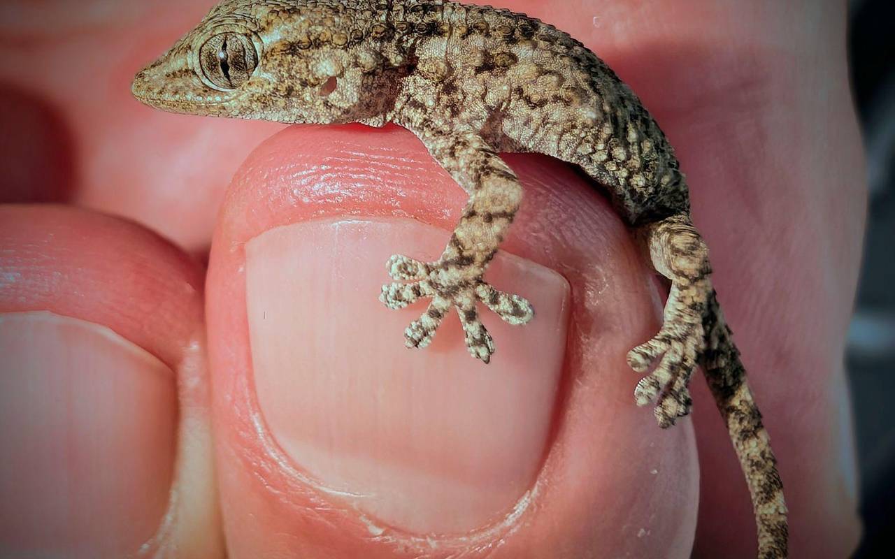 Lebender Gecko in Packung mit Rucola-Salat gefunden