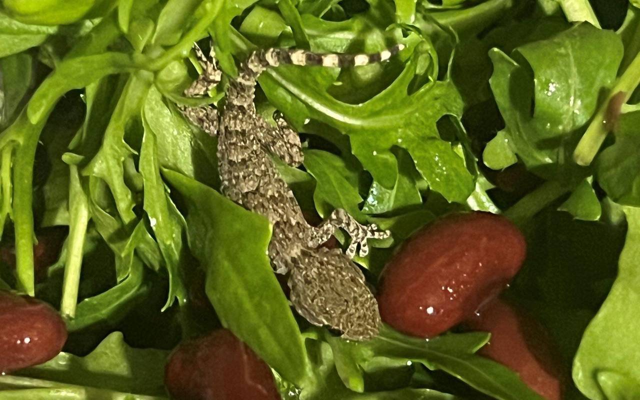 Lebender Gecko in Packung mit Rucola-Salat gefunden