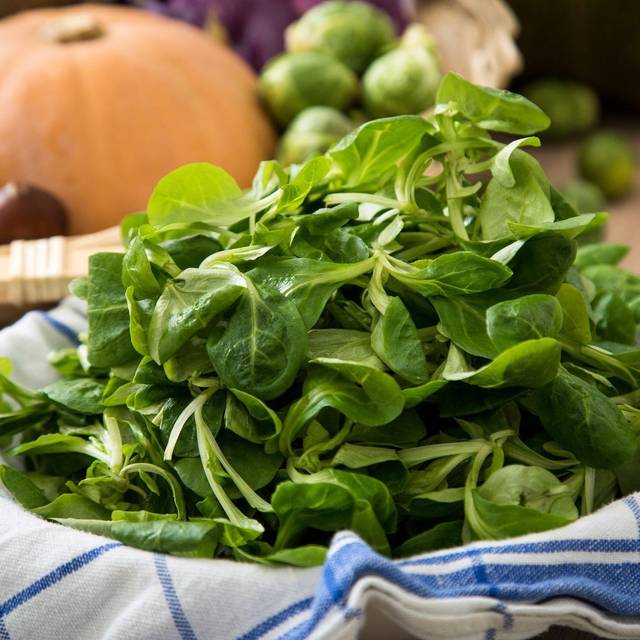 Feldsalat liegt in einer Schüssel