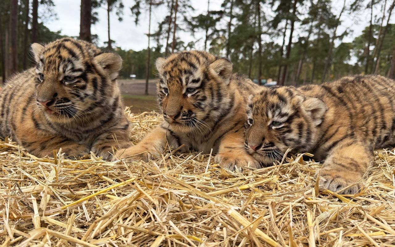 Drillings-Nachwuchs bei Sibirischen Tigern