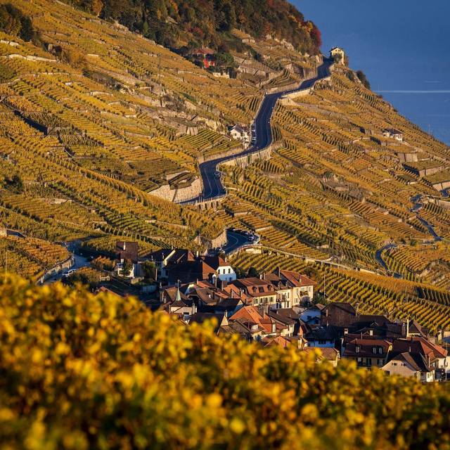 Weinanbau am Genfer See