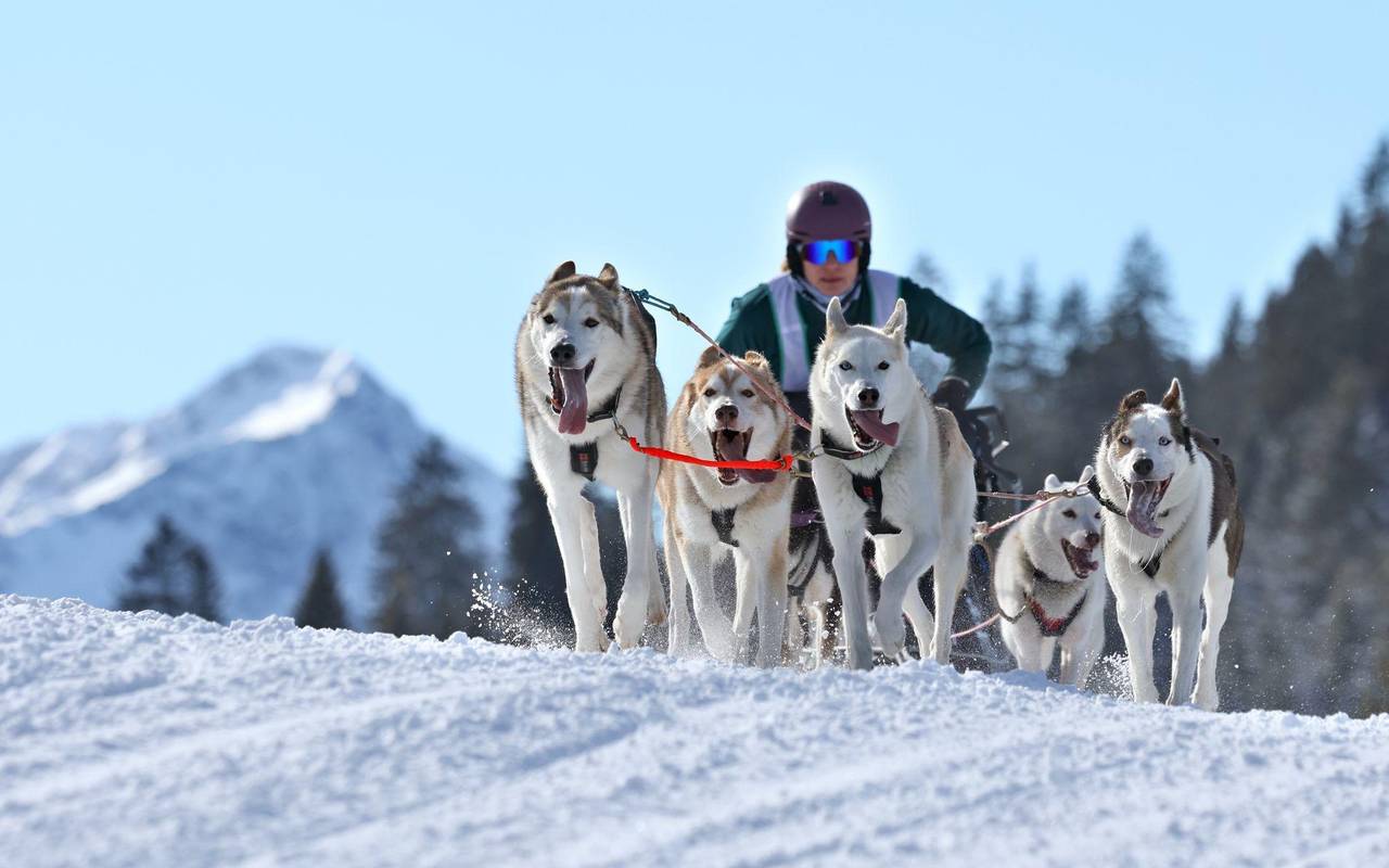 Internationales Schlittenhunderennen