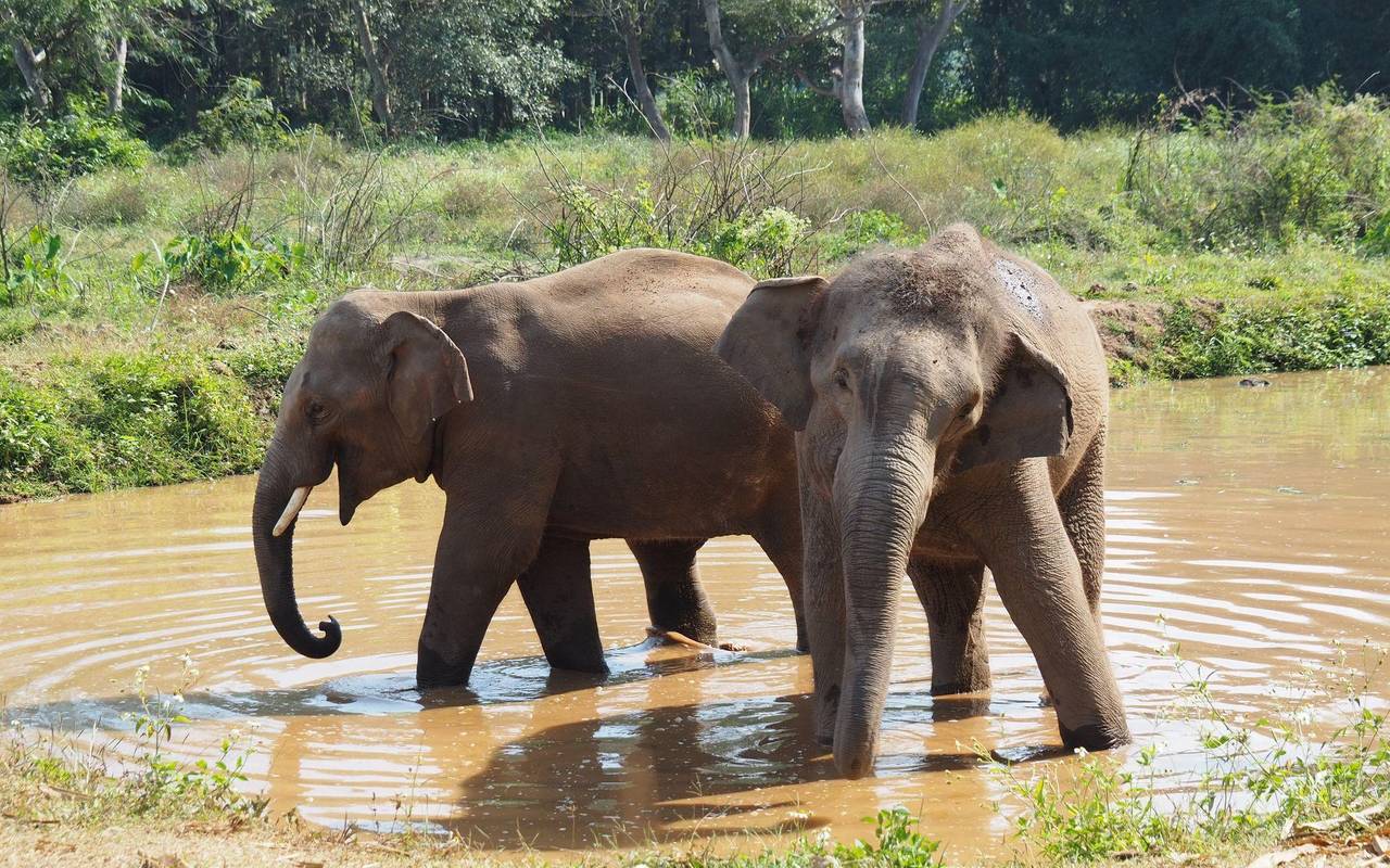 Asiatische Elefanten in Thailand