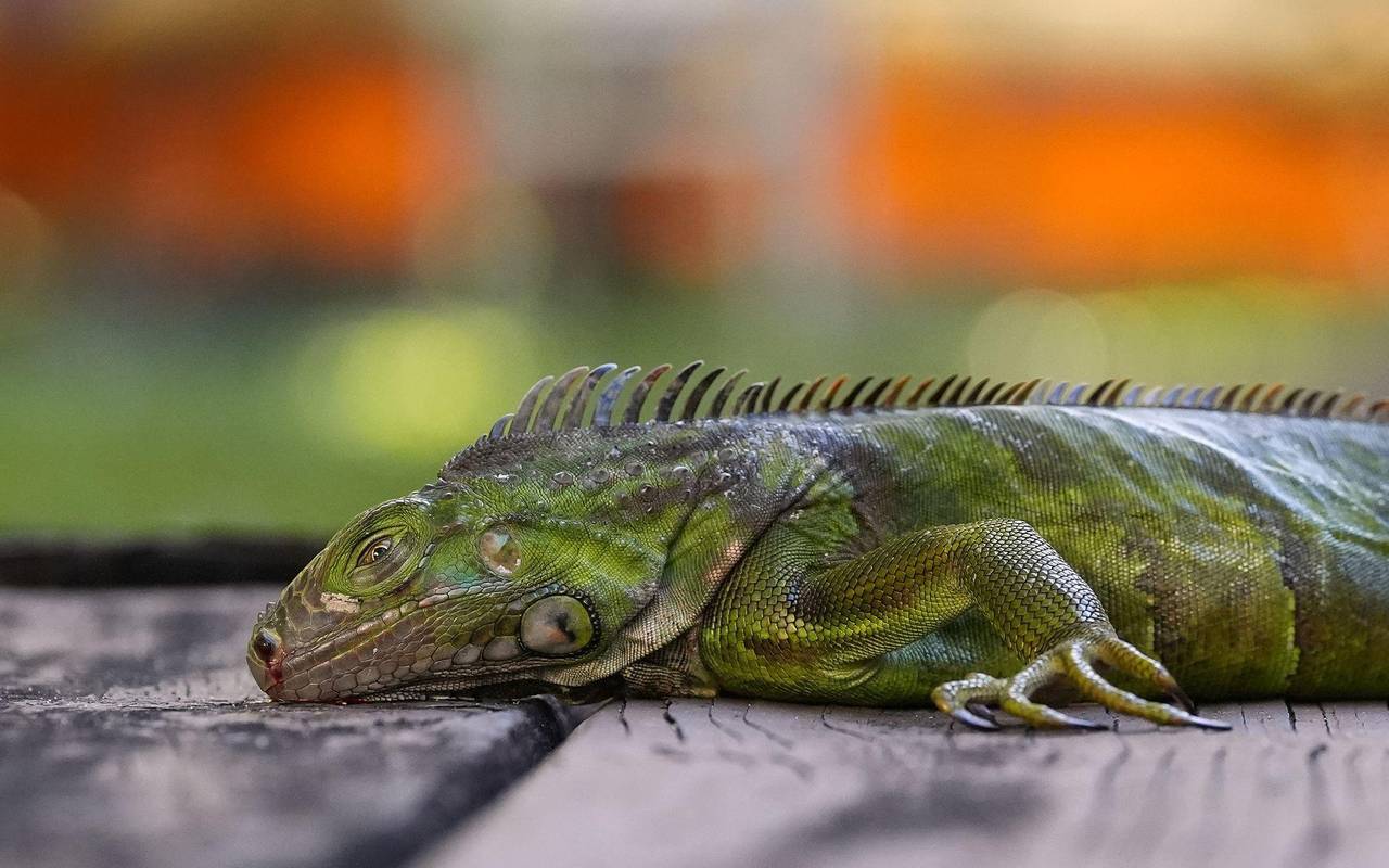 Wetter in USA - Kälterekord in Florida