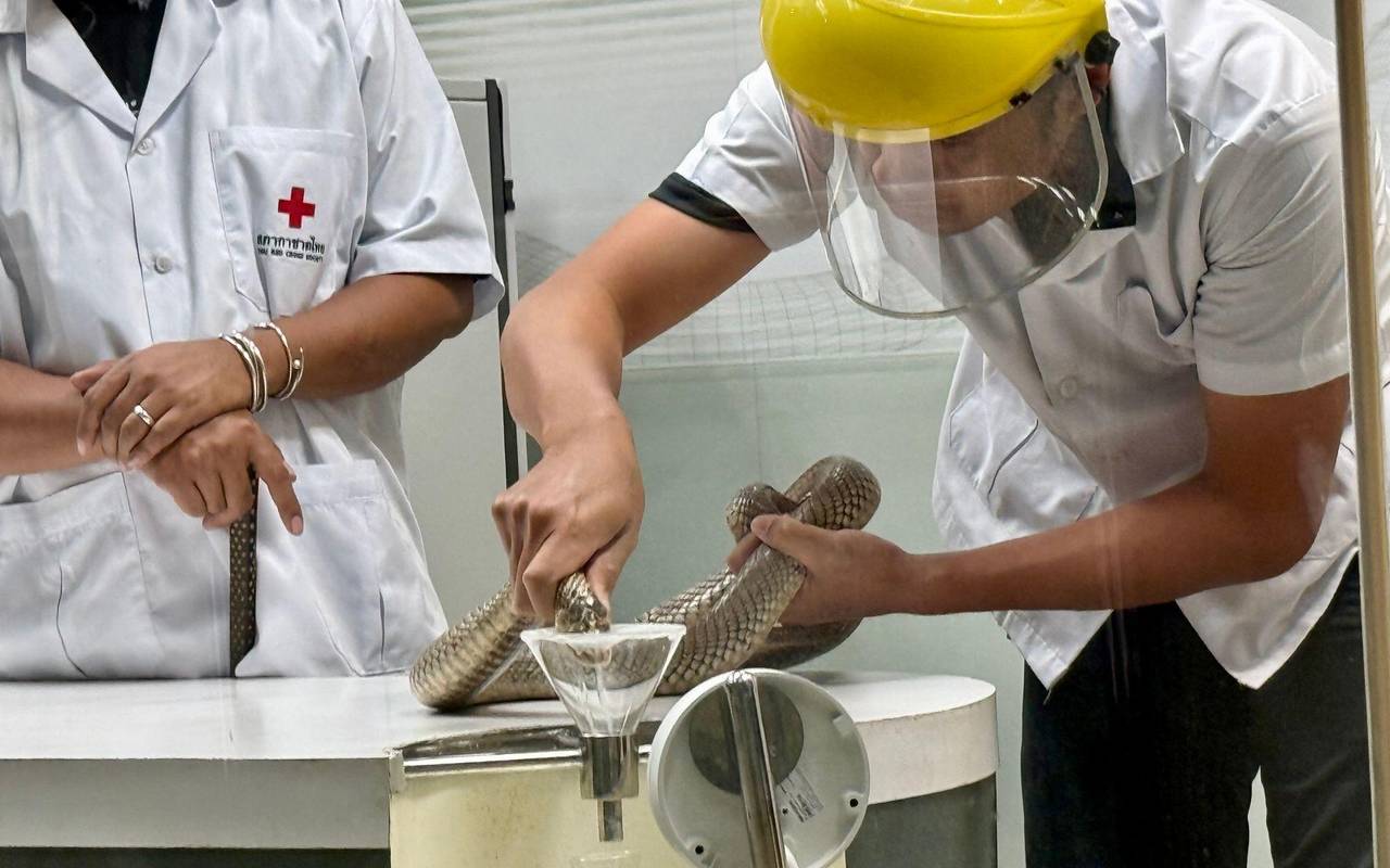 Schlangenfarm in Bangkok zur Herstellung von Antiserum