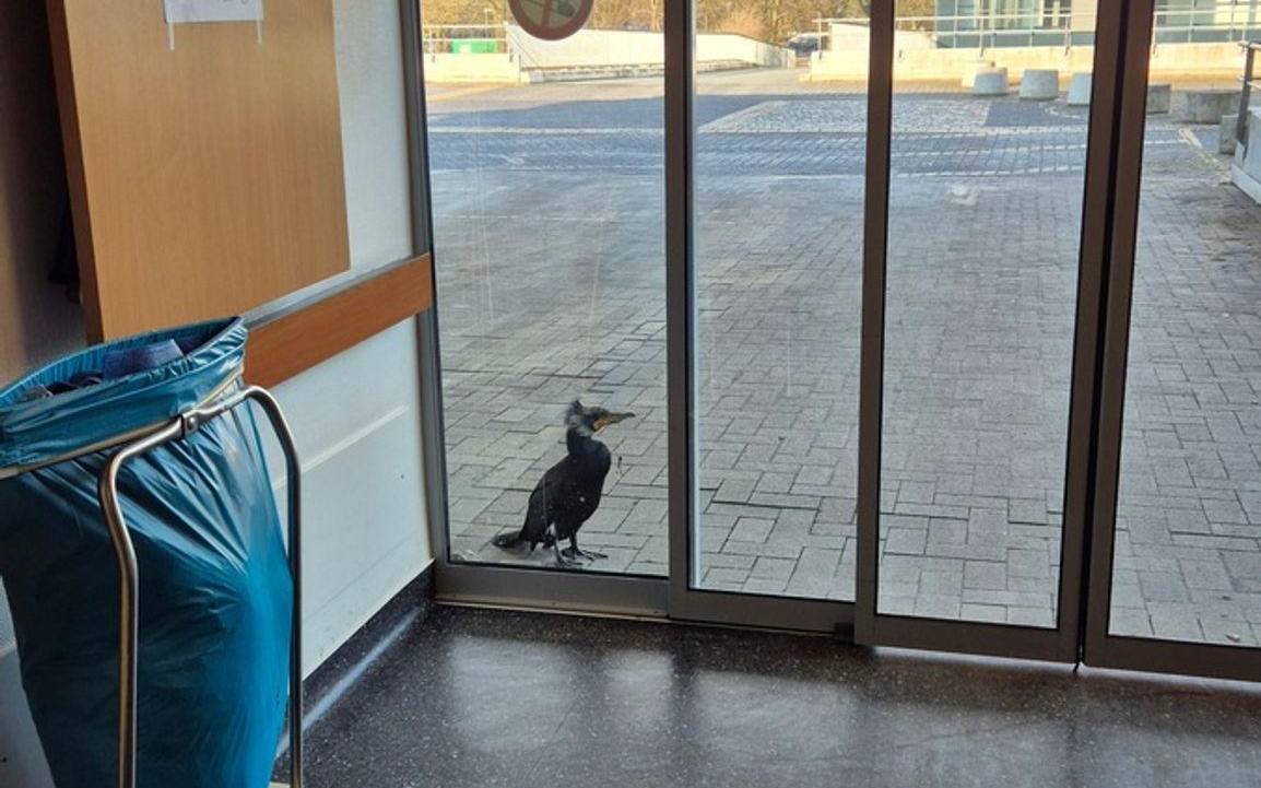 Verletzter Kormoran pickt gegen Tür von Notaufnahme