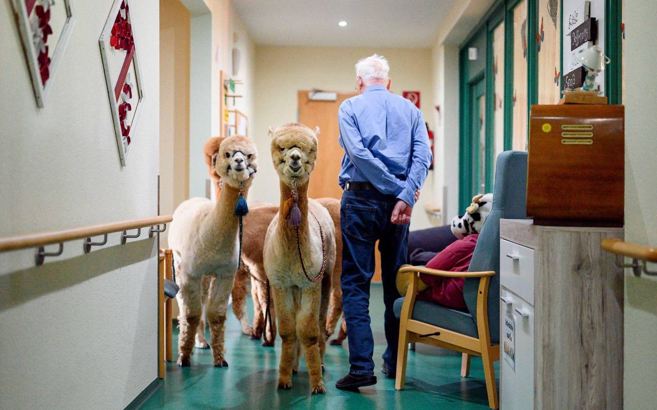Therapie-Alpakas und Lamas im Seniorenheim