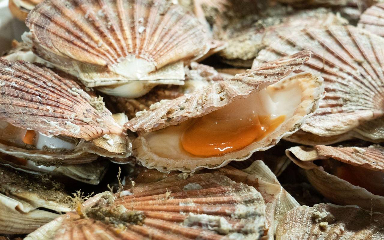 Nuss und Rogen frisch gefangener Jakobsuscheln in Port-en-Bessin