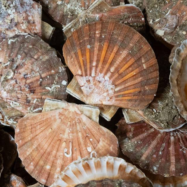 Fangfrische Jakobsmuscheln im Hafenort Port-en-Bassin