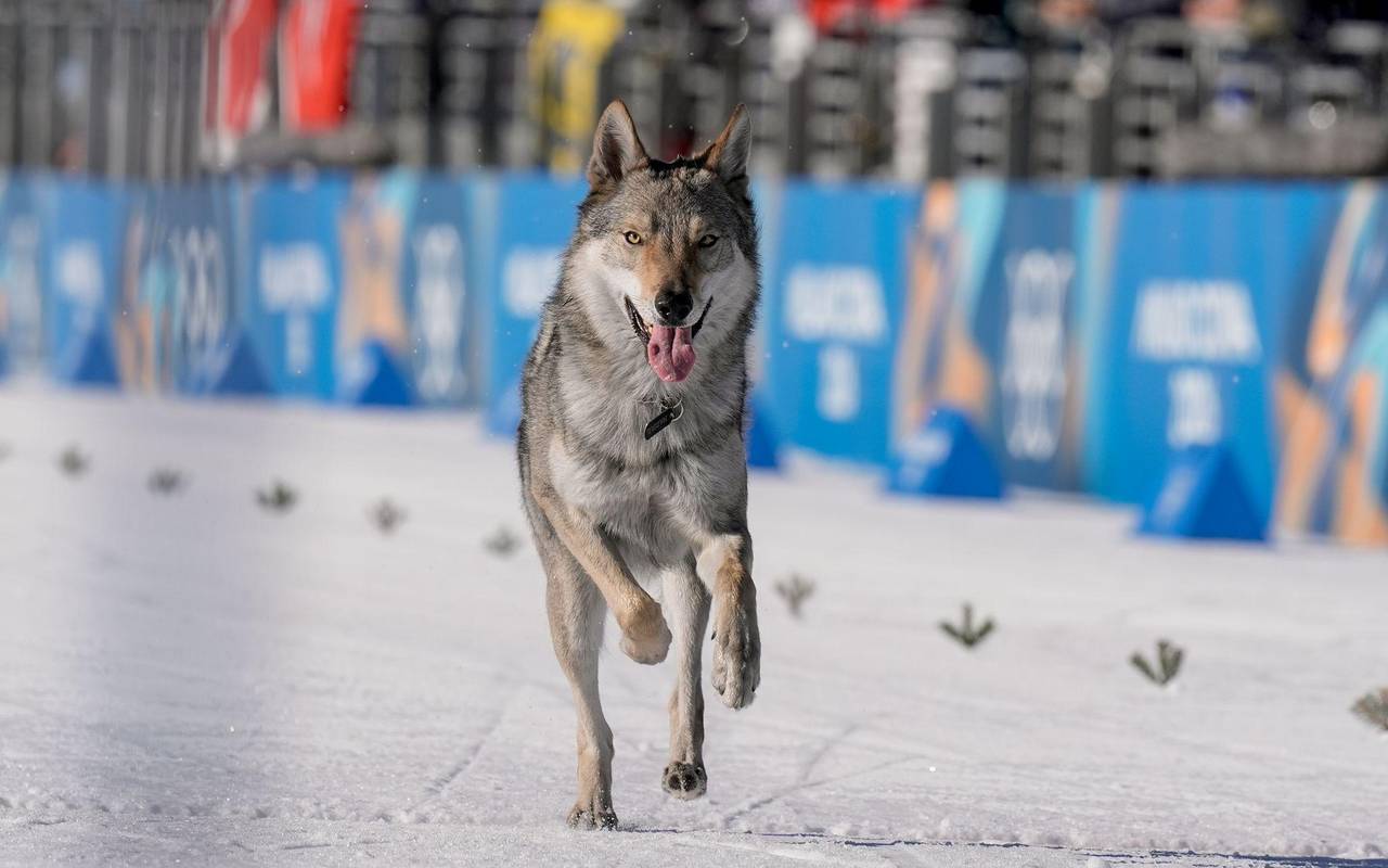 Olympische Winterspiele 2026