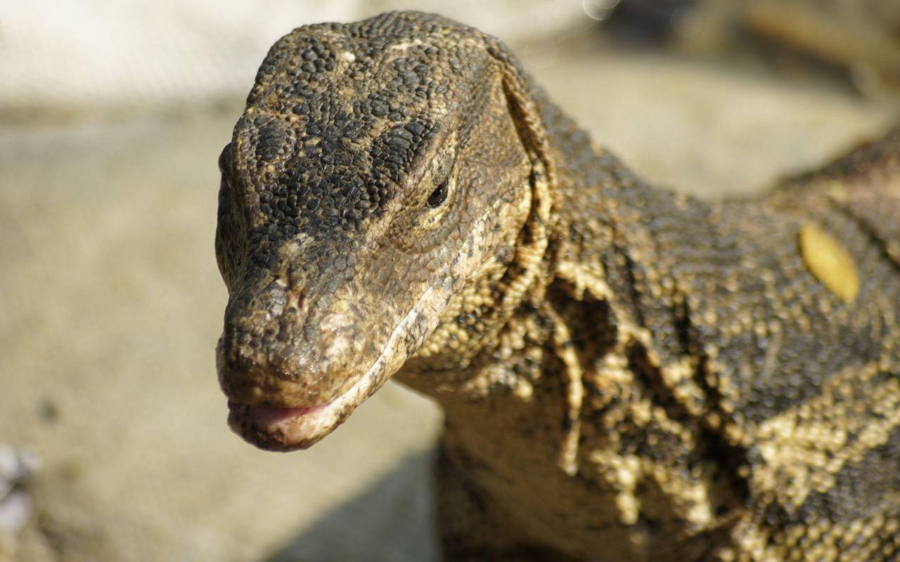 Bindenwaran in Bangkok