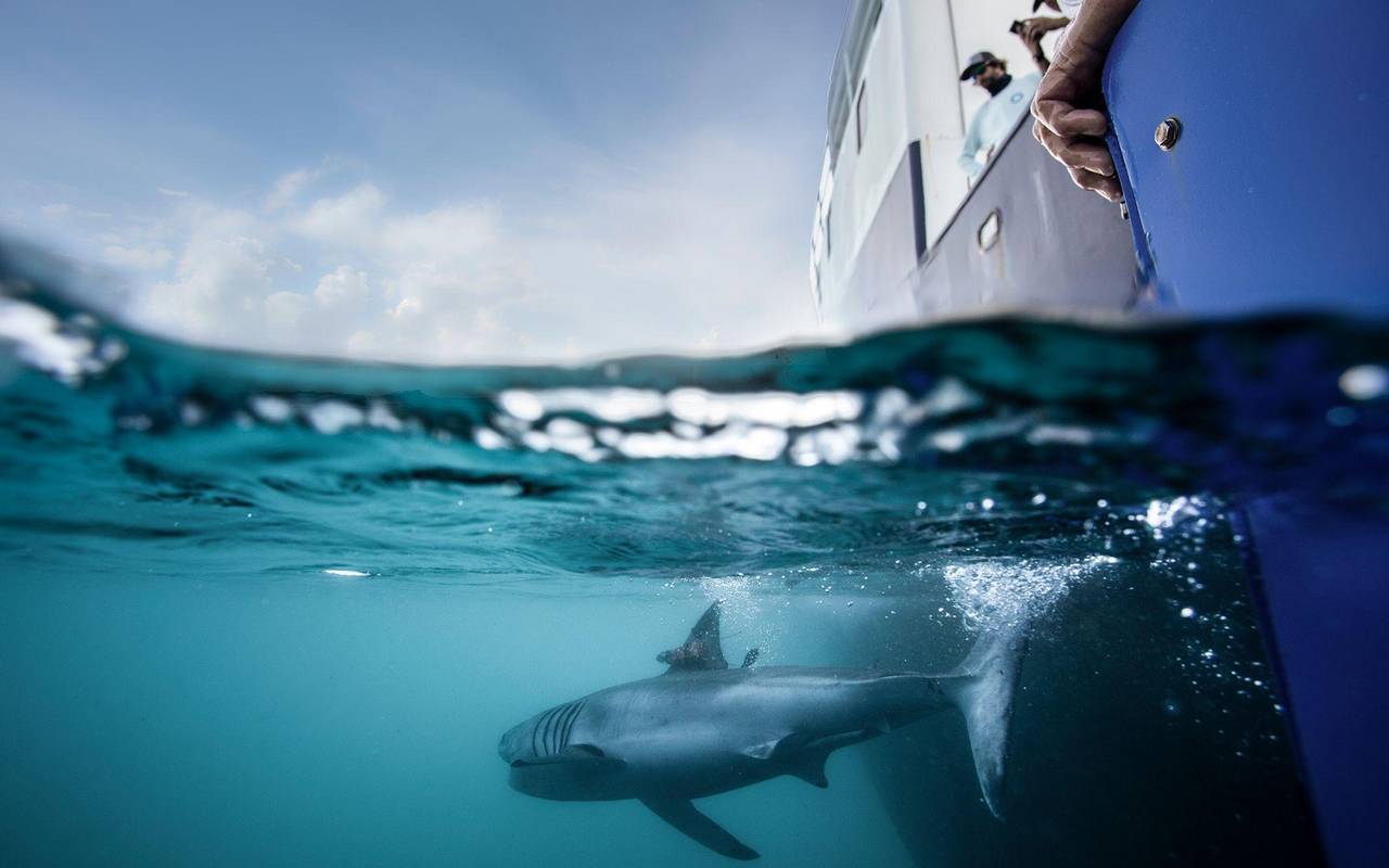 Ein Hai ist mit einem Peilsender versehen