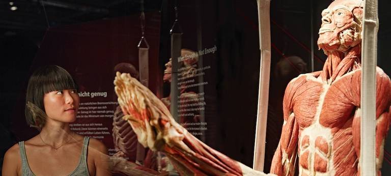 "Körperwelten" kommt nach Münster