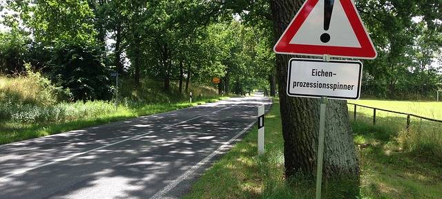 Kreis Borken will Eichenprozessionsspinner bekämpfen