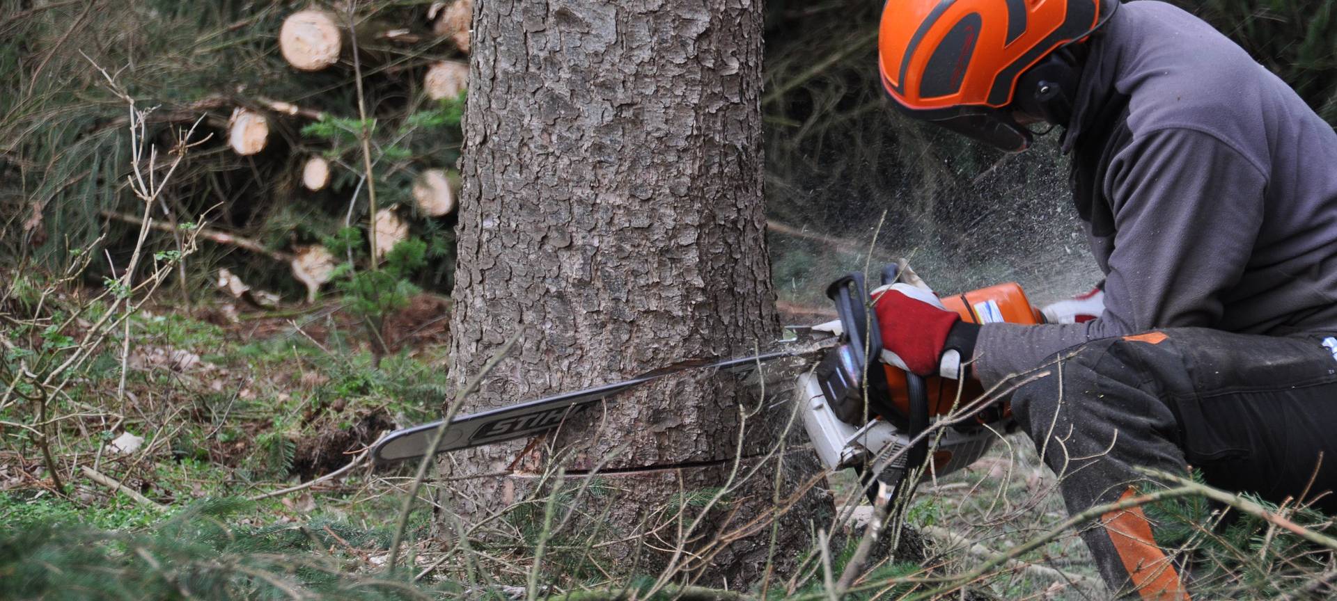 Was passiert mit dem Holzschnitt im Kreis Borken?