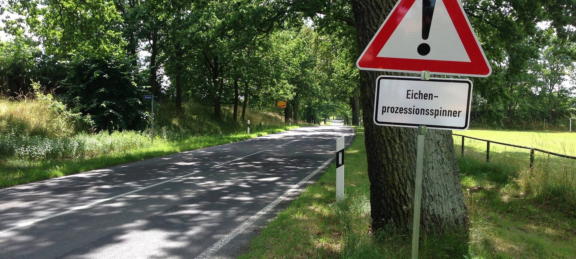 Bocholt: Eichenprozessionsspinner-Nester jetzt online melden