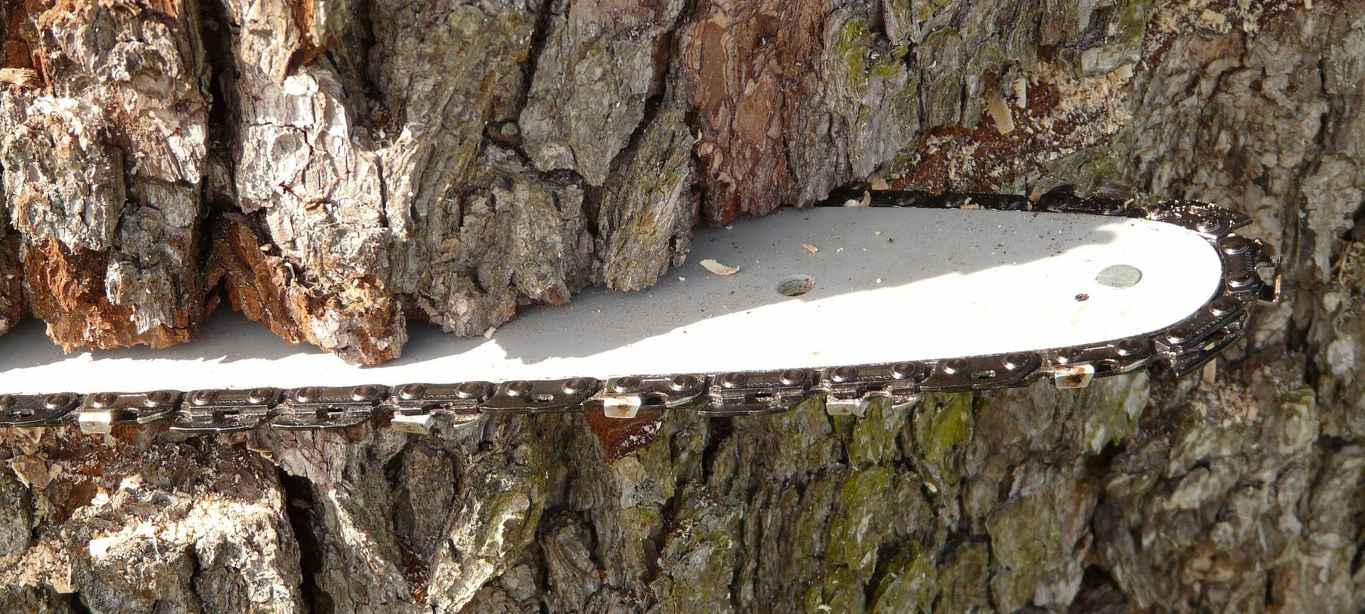 Bäume fallen Trockenheit zum Opfer