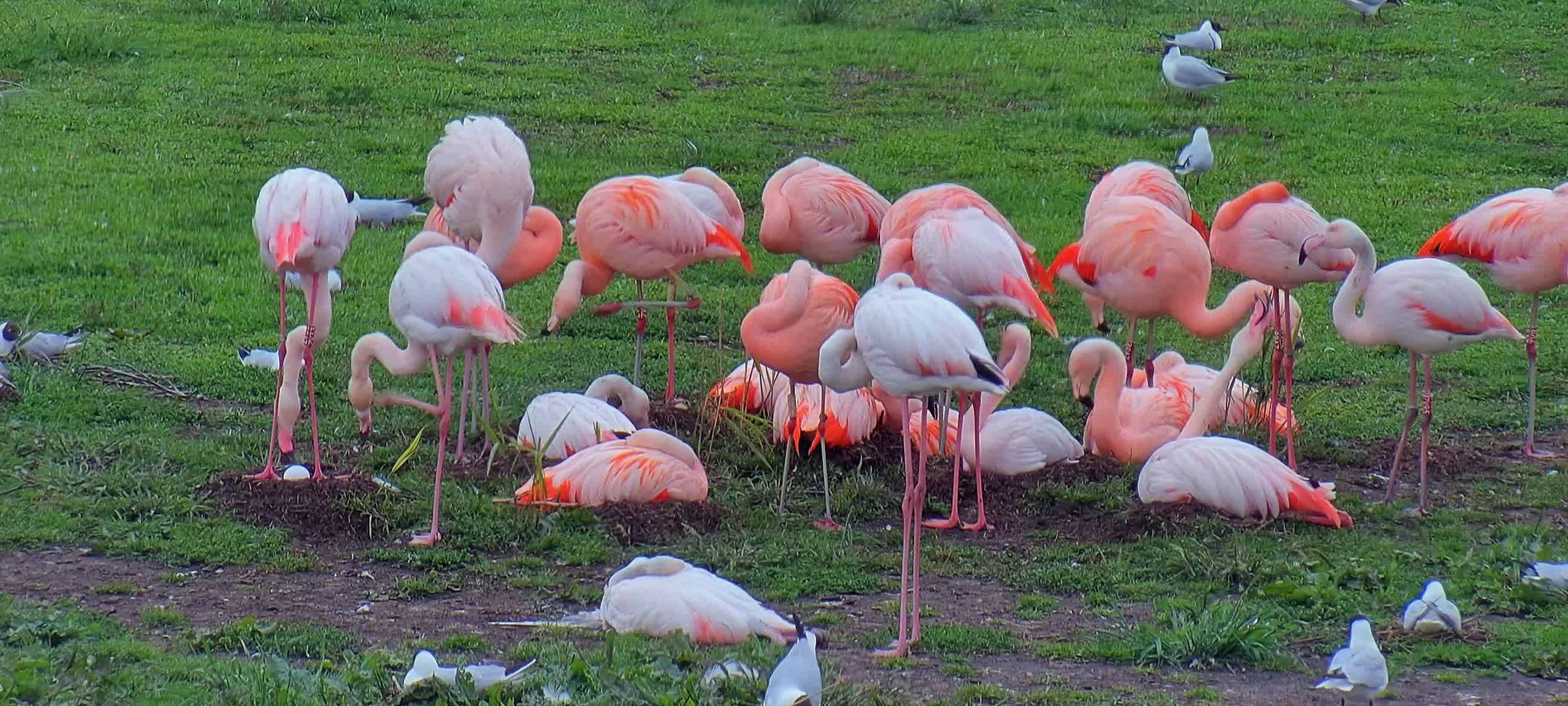 Zwillbrocker Venn: Flamingos bekommen Burggraben