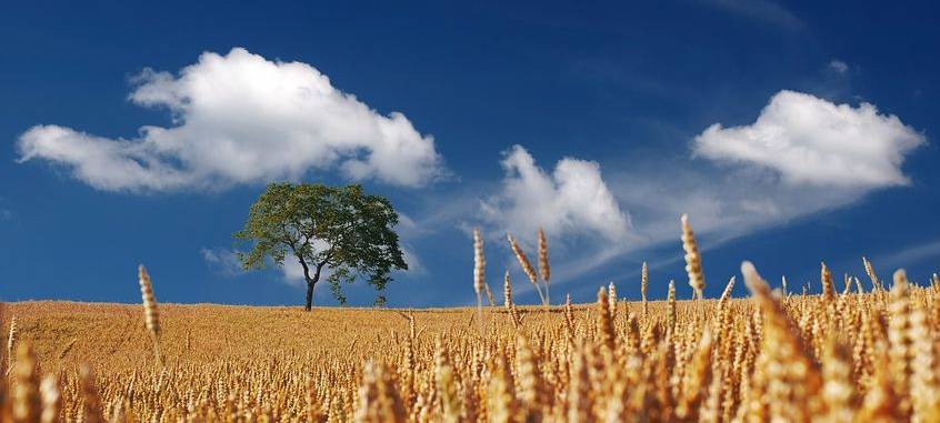 Nicht alle Bauern glücklich über Getreideernte