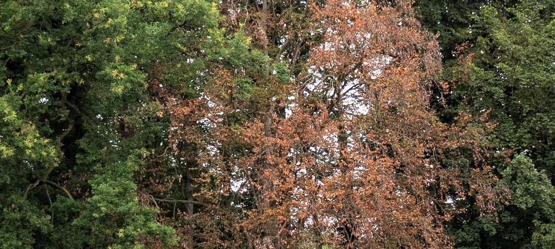 Stadt Ahaus muss weitere Bäume fällen