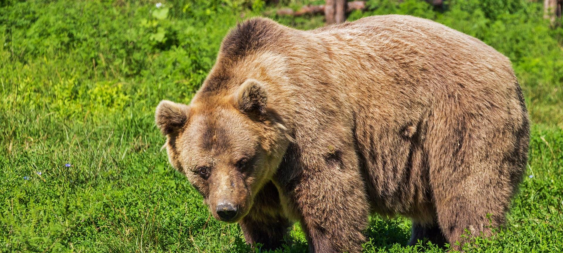 Anholter Bären dürfen ins Außengehege