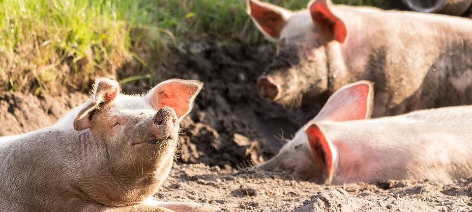 Landwirte sprechen über die Zukunft der Tierhaltung
