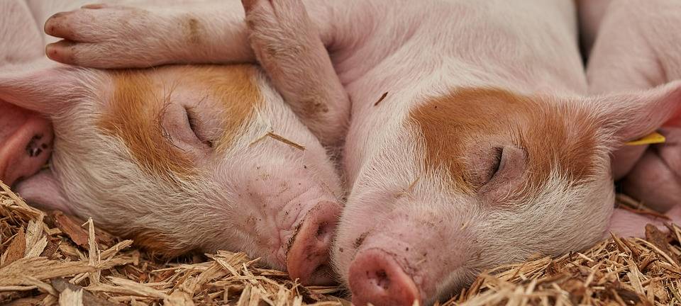 Schweinebauern fordern besseres Image