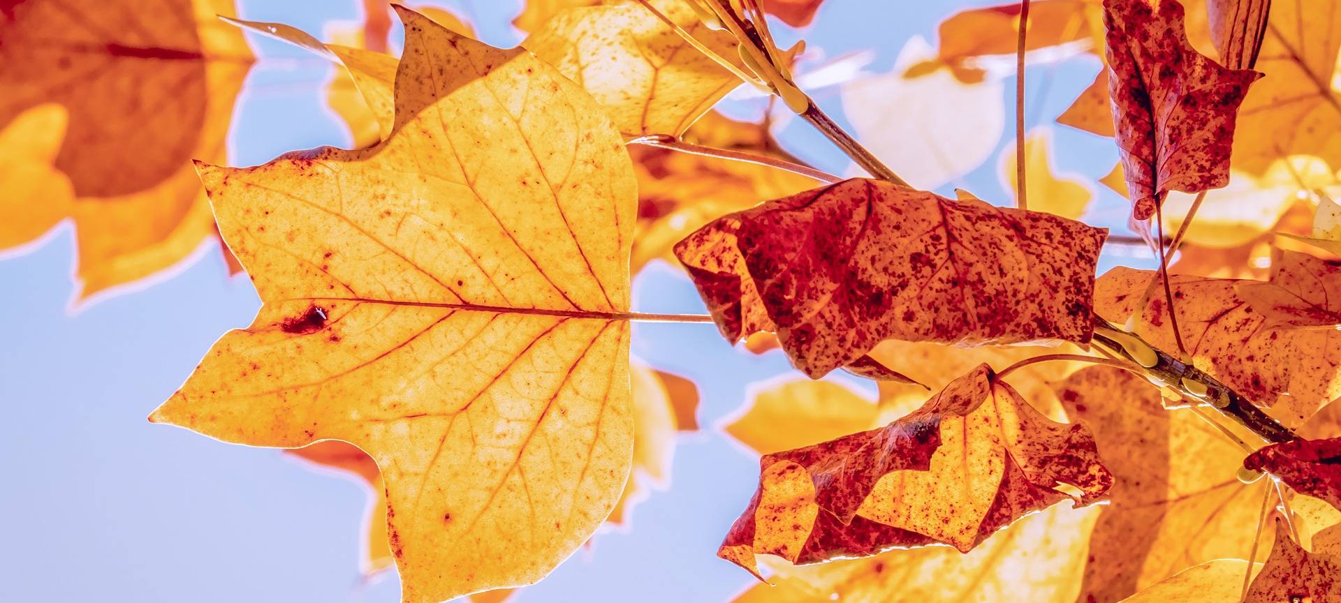 Goldener Herbst bringt Sonne und Laub