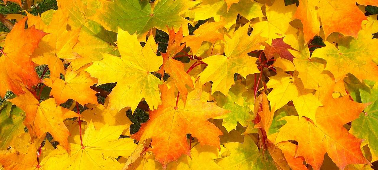 Goldener Herbst sorgt für viel Laub