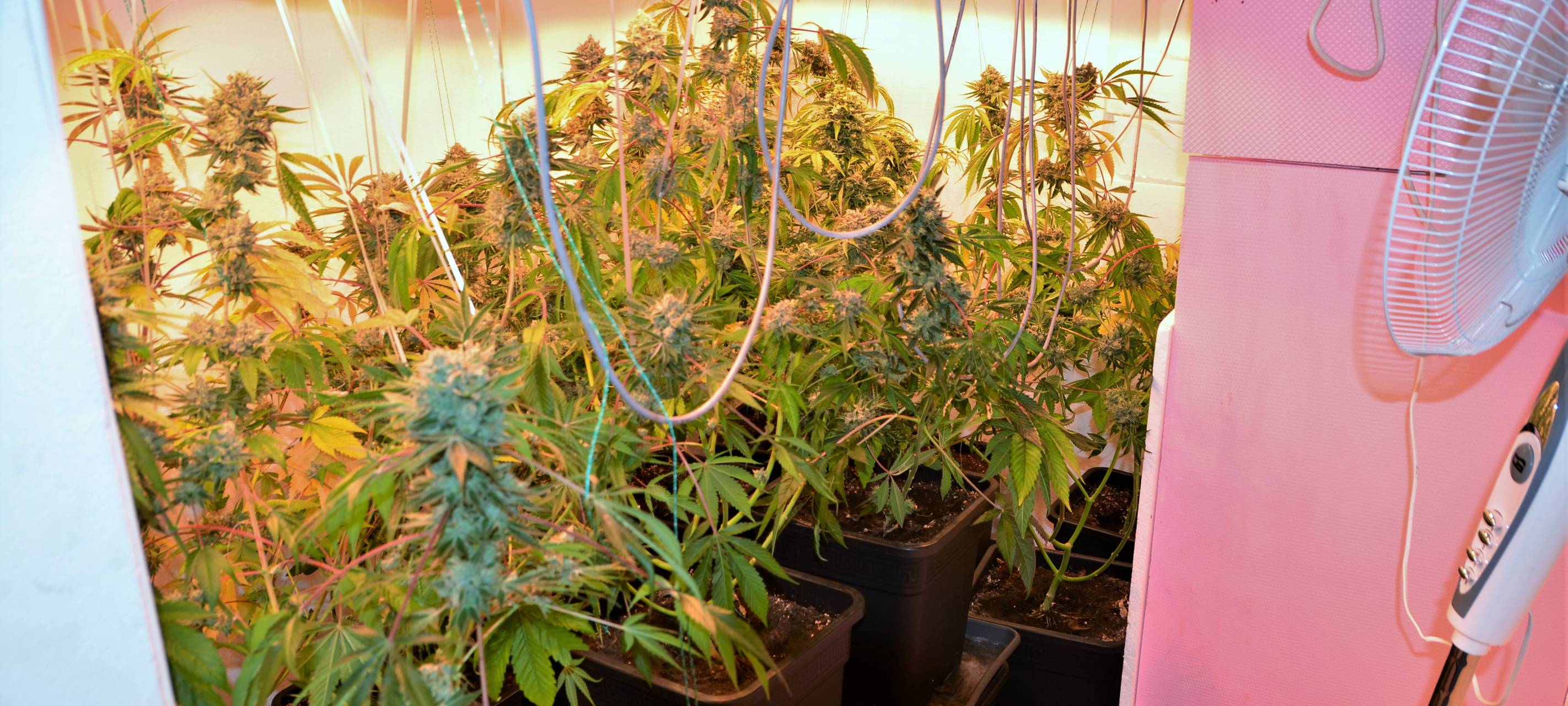 Polizei entdeckte Marihuana-Plantage in Gescher