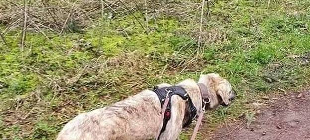 Die geschenkte Minute: Hund Kamil gesucht