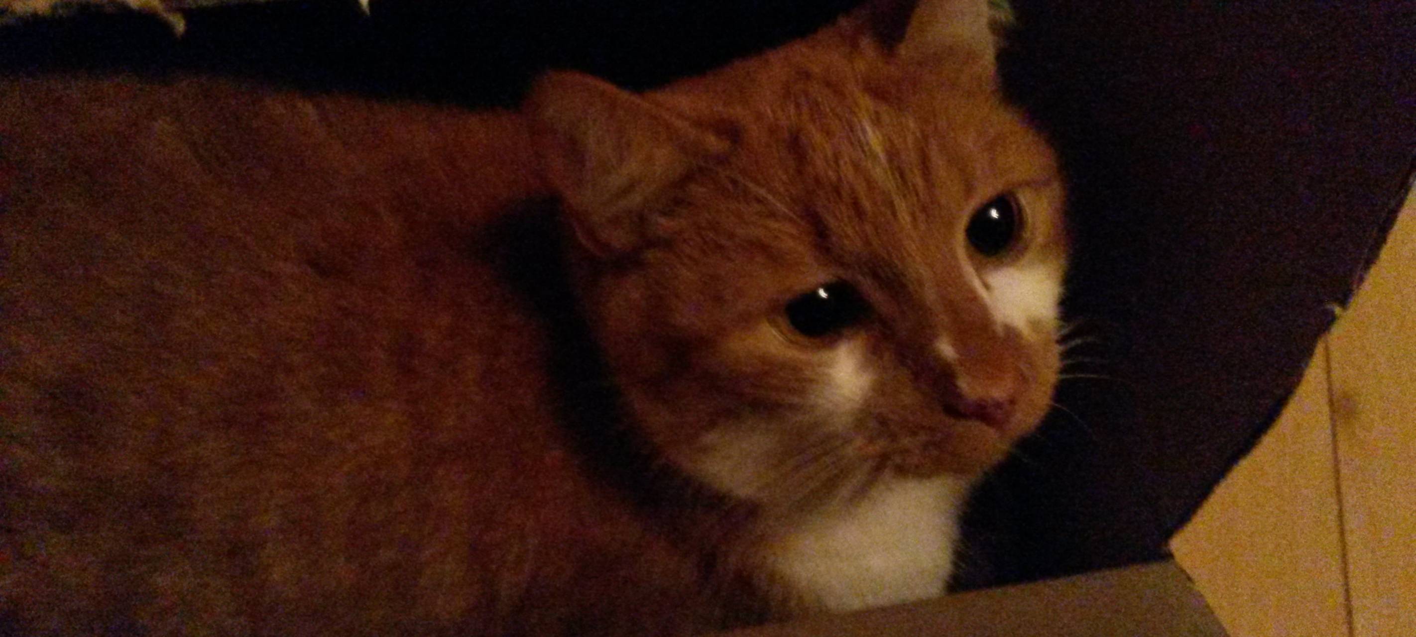 Kater Lenny in Heiden vermisst