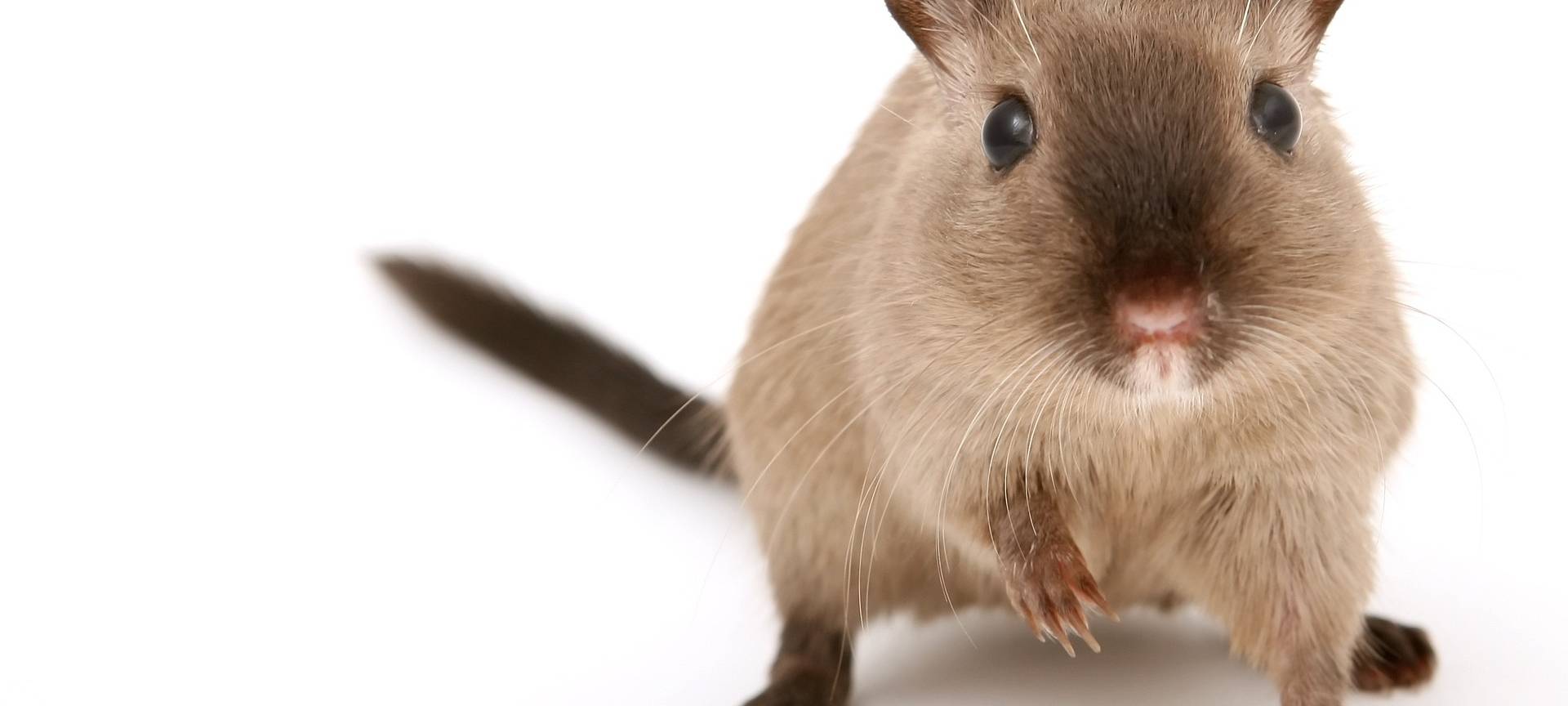 Bocholter Spielplatz ab Montag wegen Rattenköder gesperrt