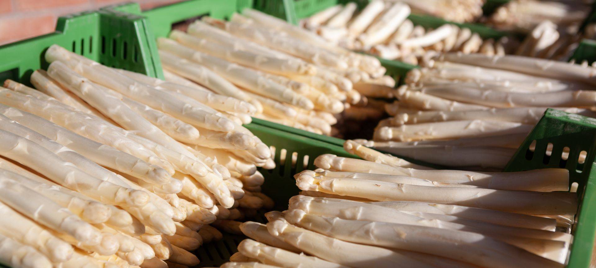 Spargelernte zu Ostern in Gefahr?