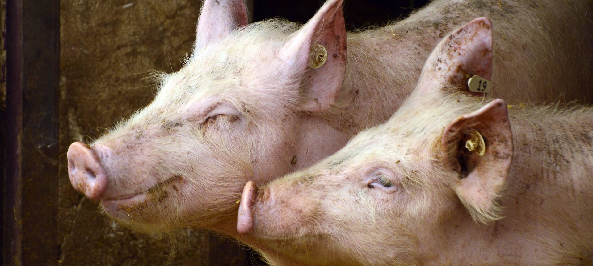 Thema Tierwohl: Deutscher Bauerntag