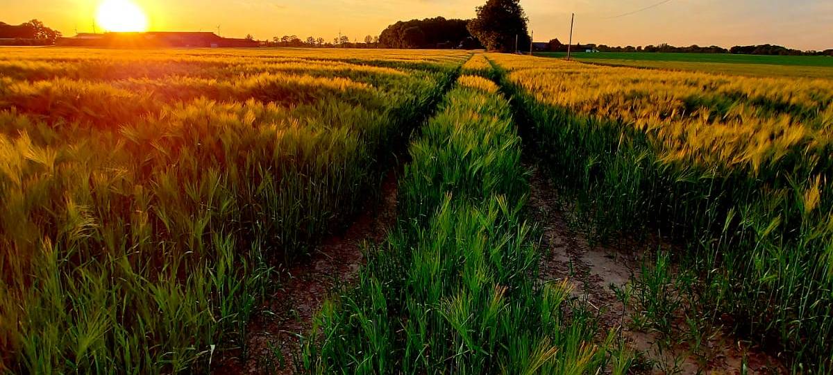 Sandstürme im Westmünsterland