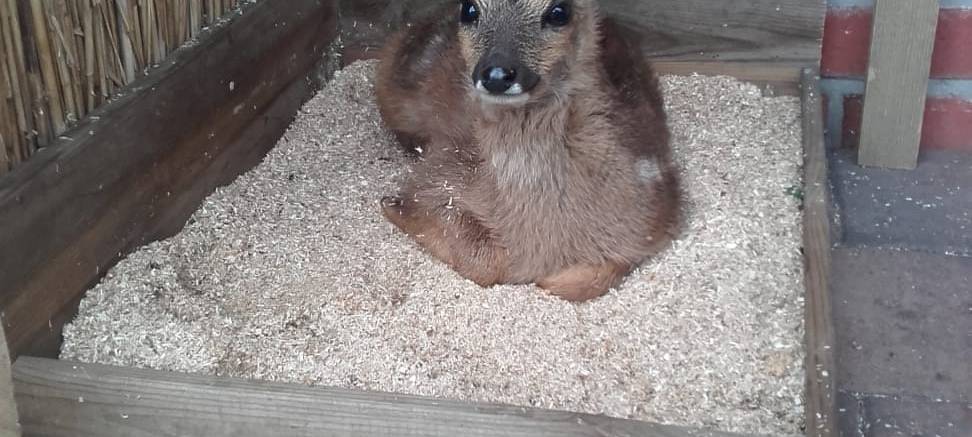 Die geschenkte Minute: Rehkitz Oskar bei Familie in Lünten