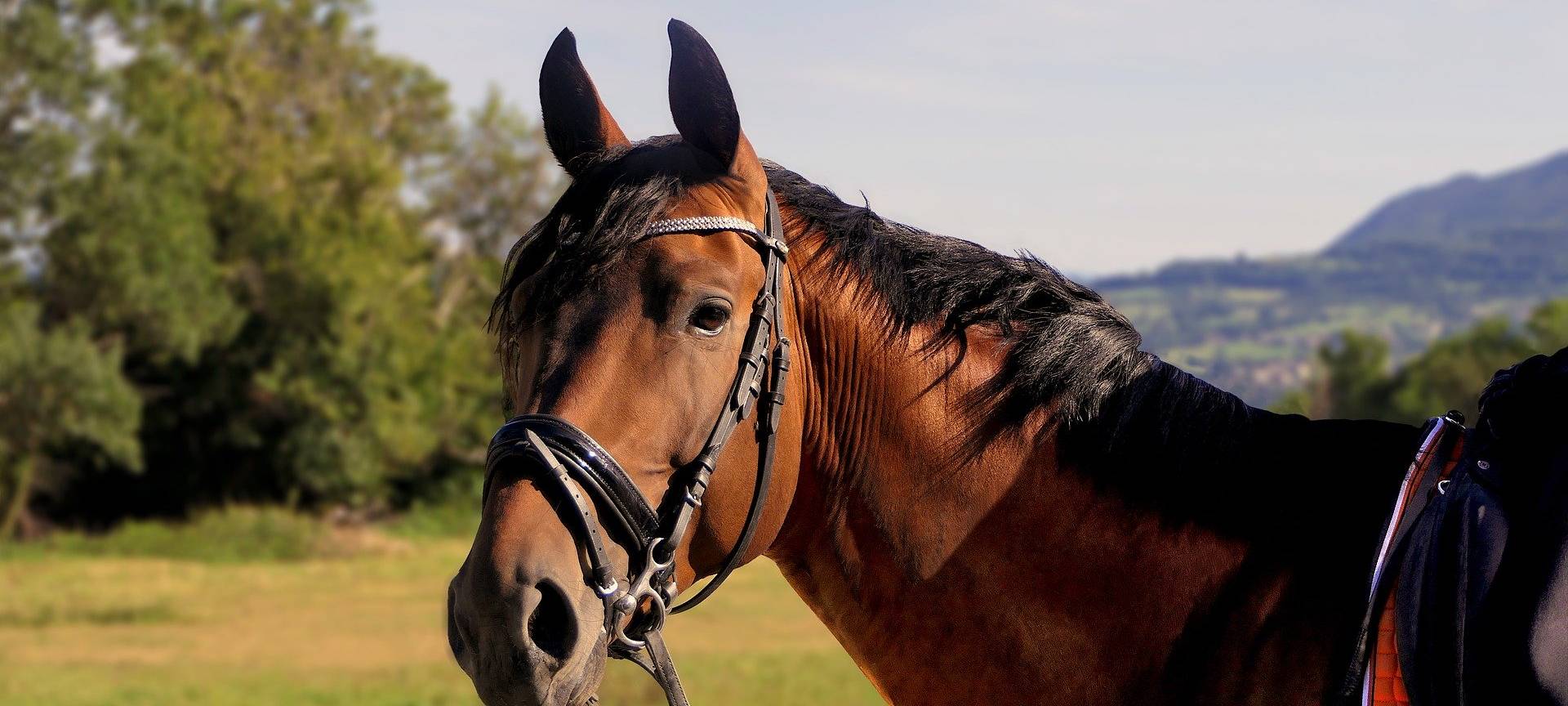 Pferdeherpes noch nicht im Kreis Borken