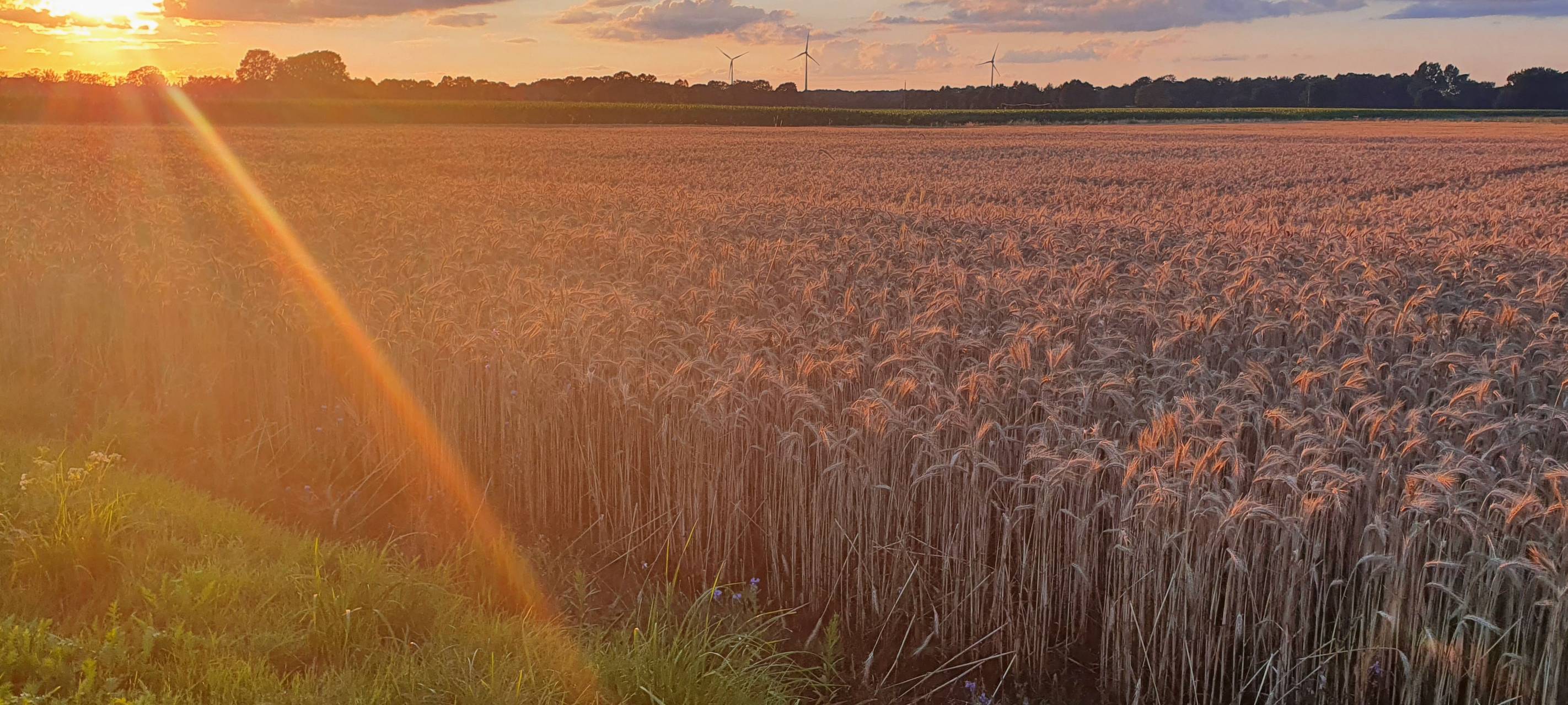 Agrarforum in Reken: Online-Positionierung der Landwirtschaft im Fokus