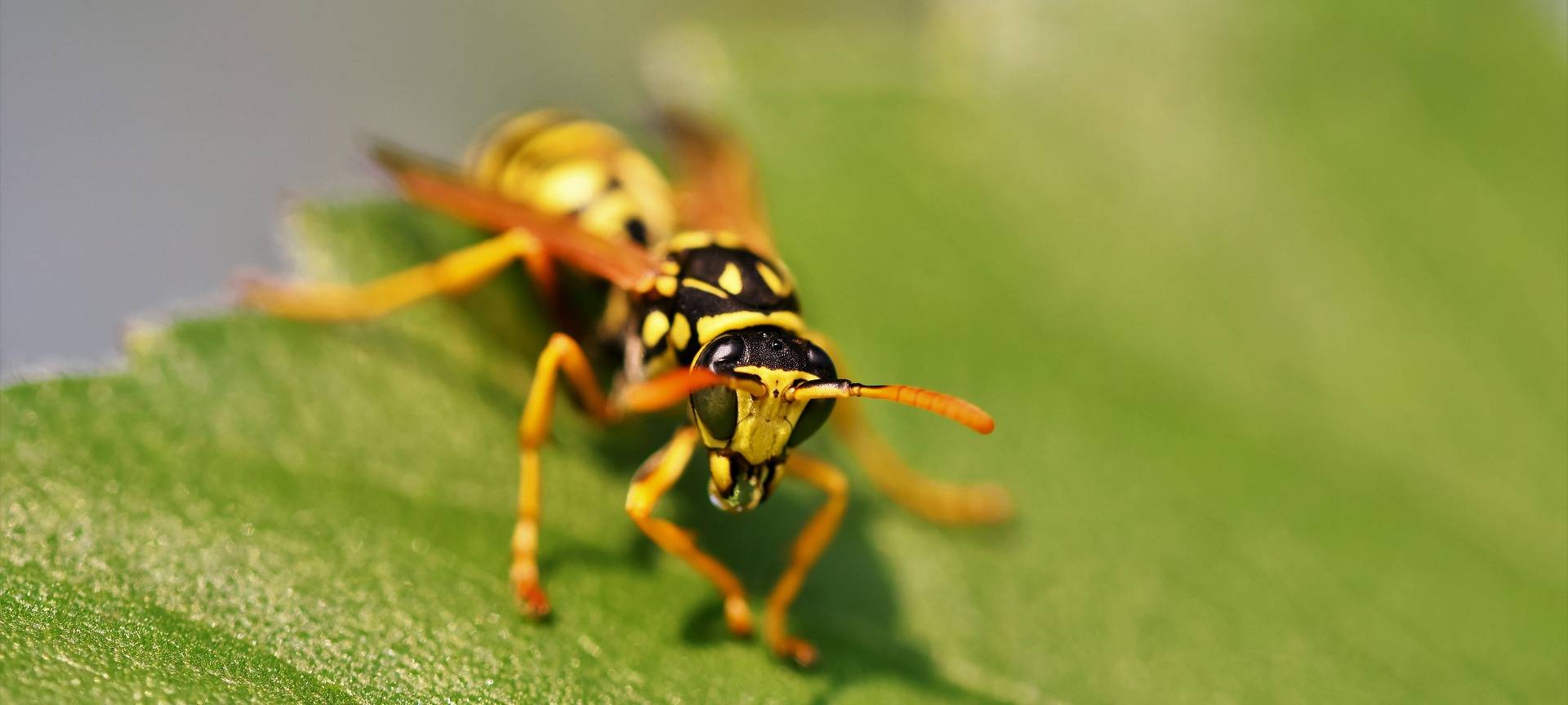 Insektensommer des Naturschutzbundes