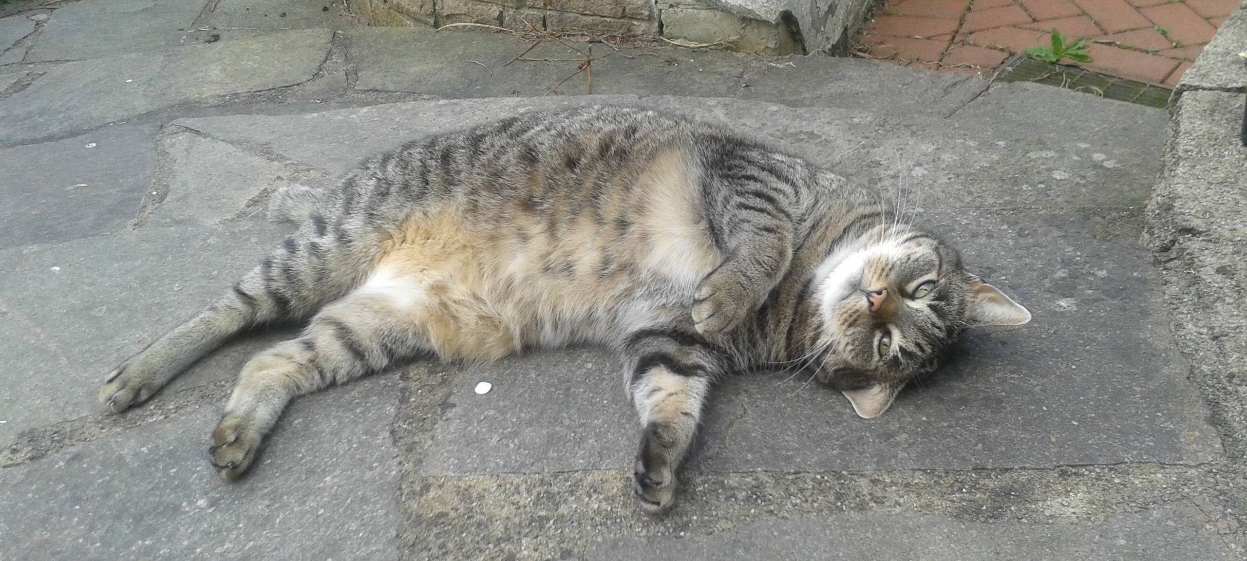 Kater in Borken entlaufen