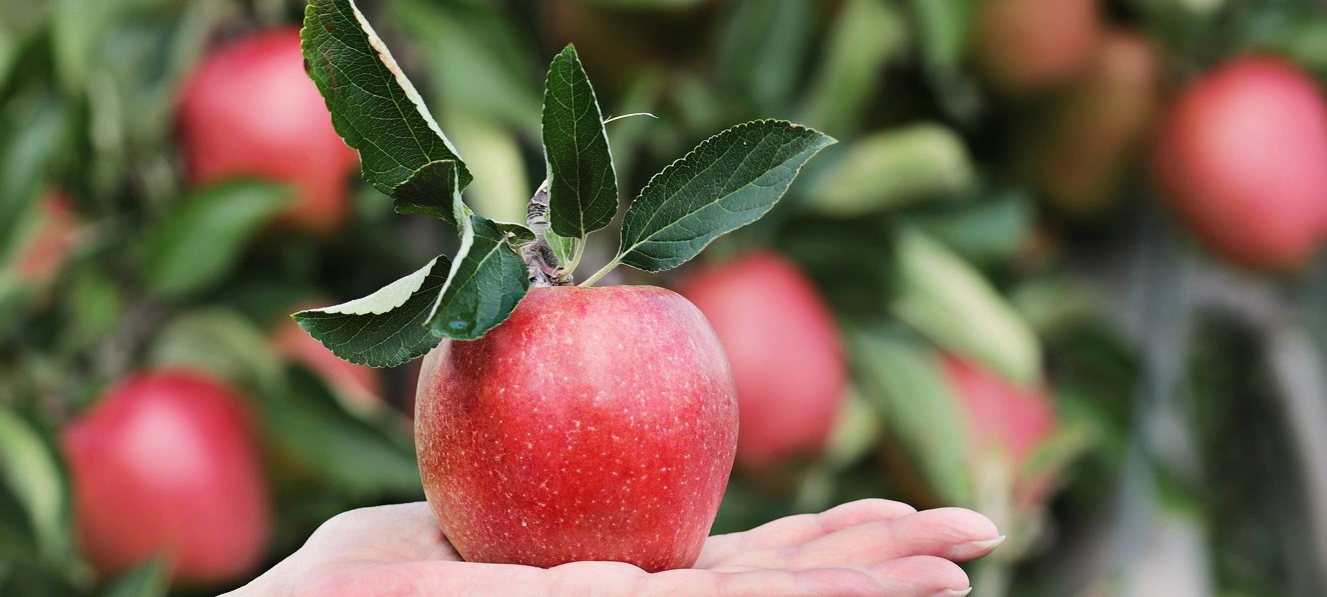 Daniel und seine Äpfel