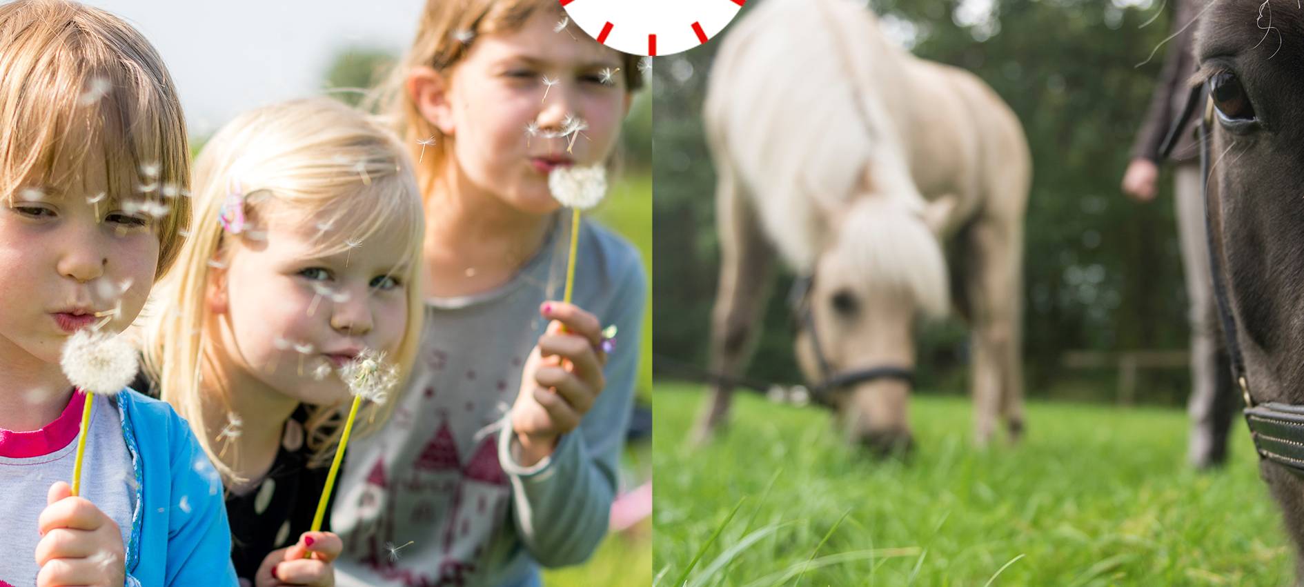 Kids & Animals - 24 Stunden