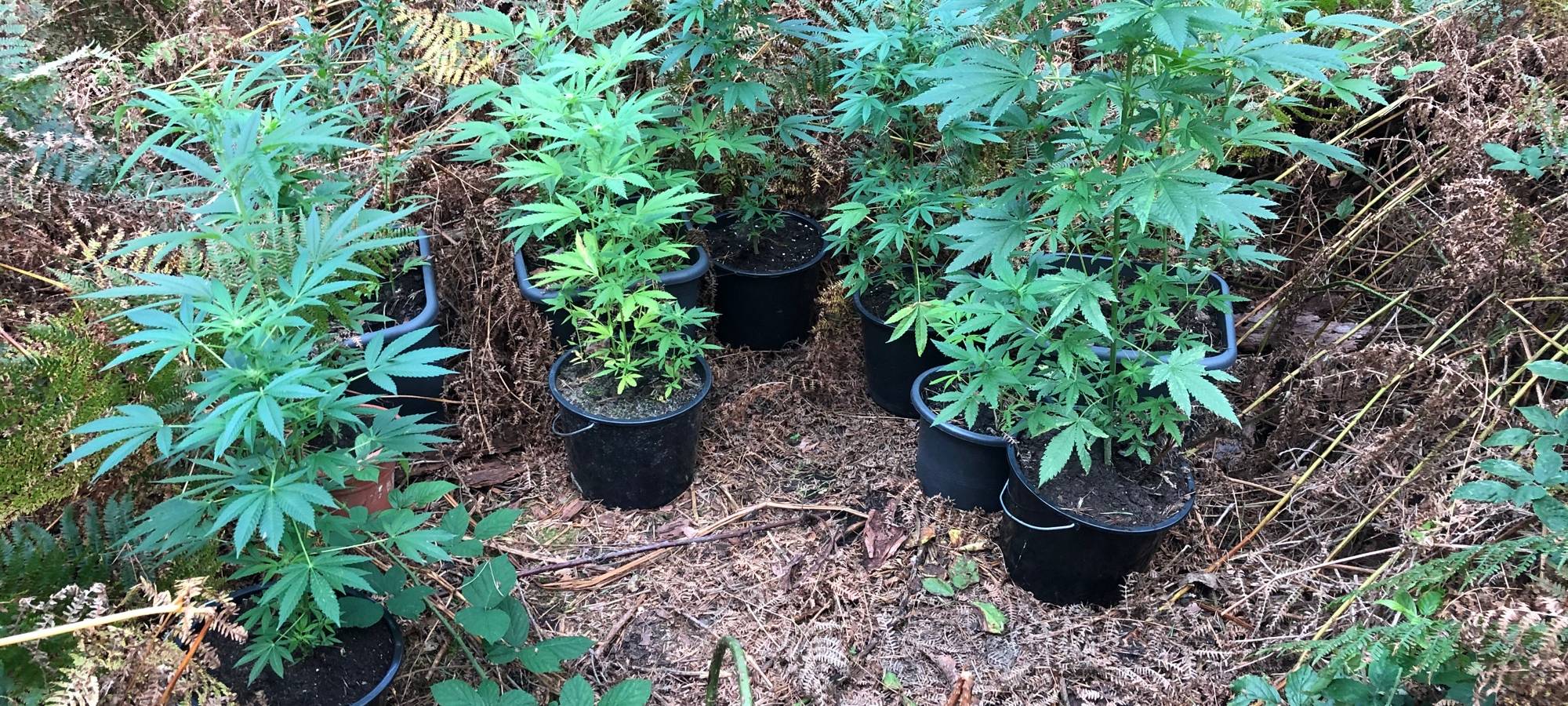 Mehrere kleine Drogenplantagen im Außenbereich von Legden