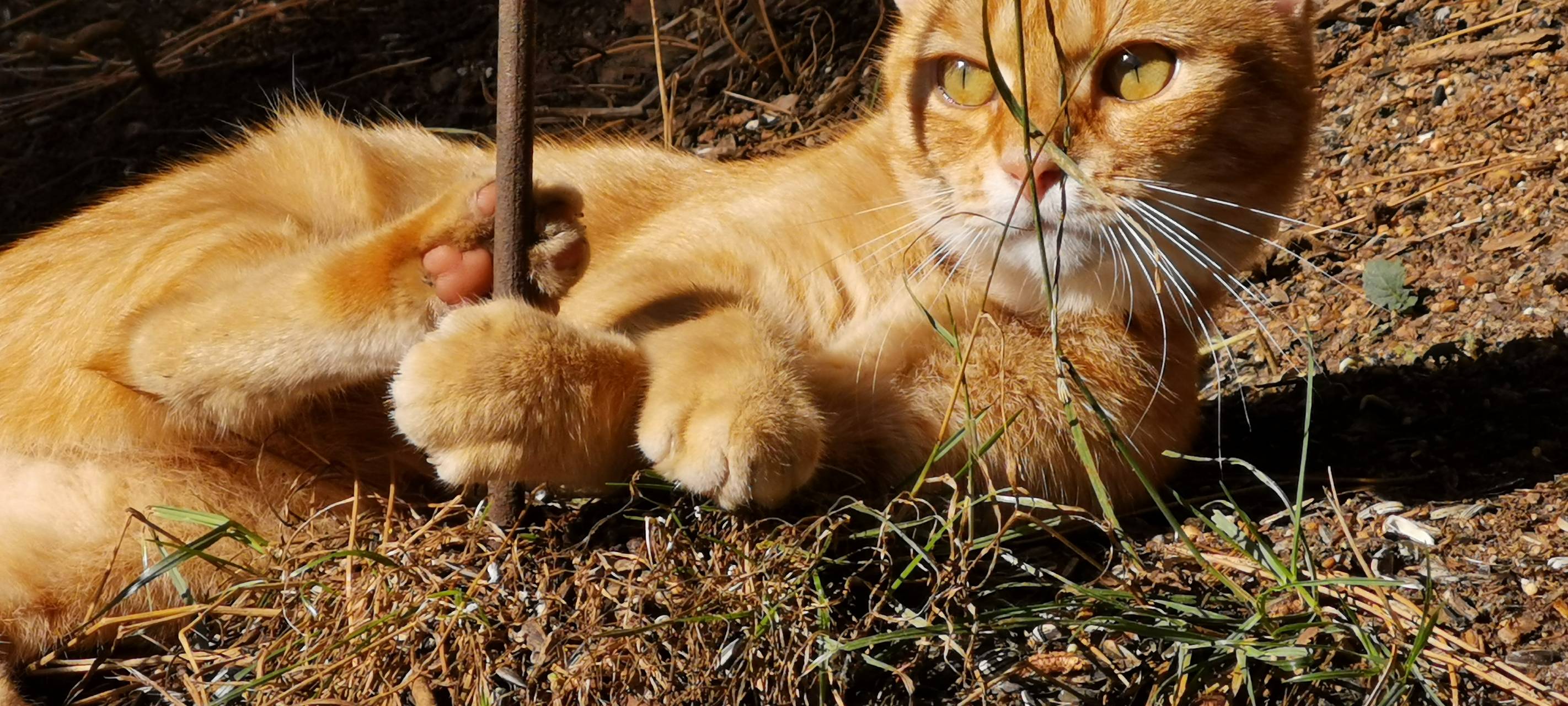 Katze in Velen entlaufen
