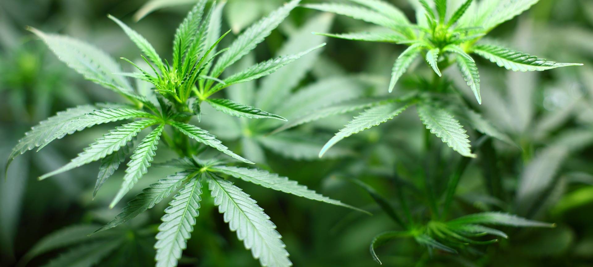 Marihuana-Plantage in Wüllen - Fall vor Landgericht Münster