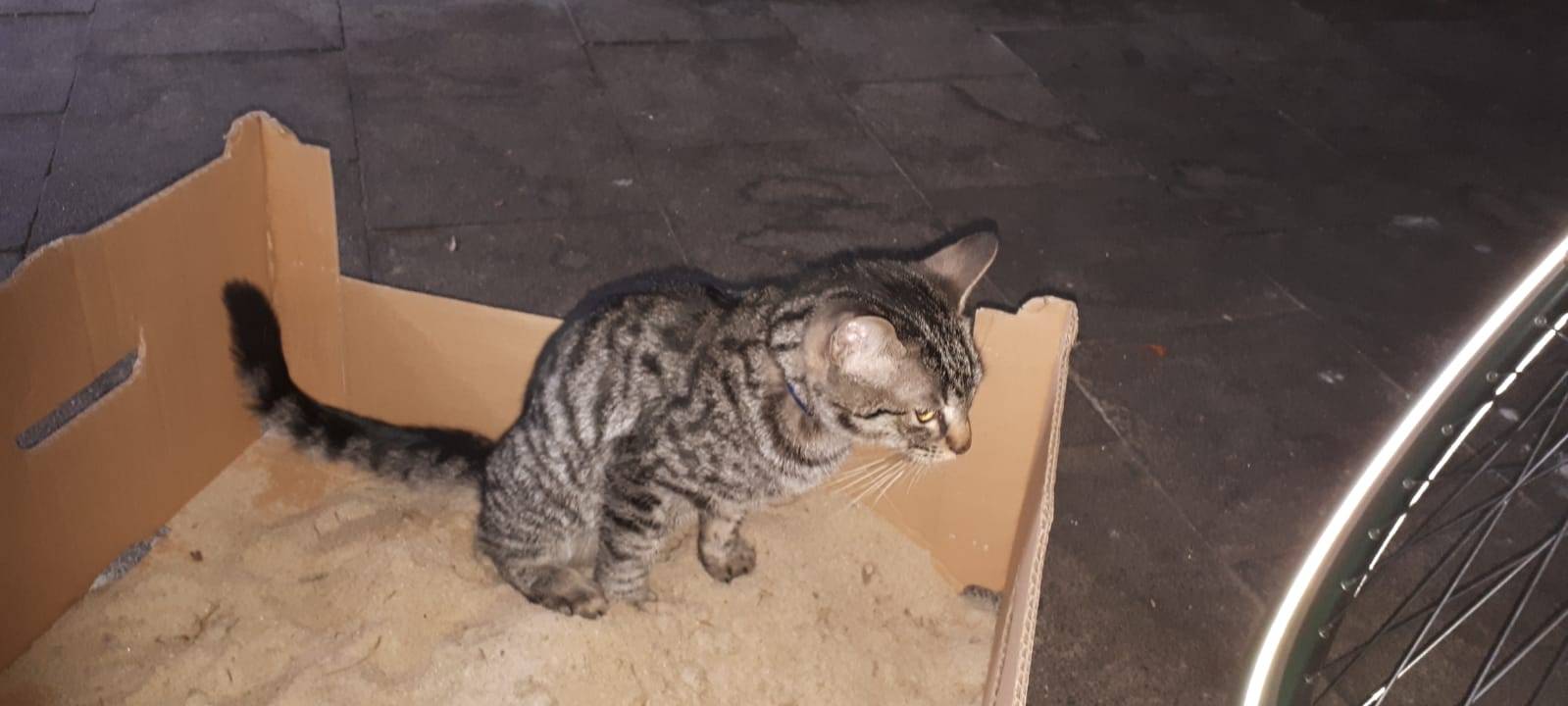 Wer sucht seine Katze?