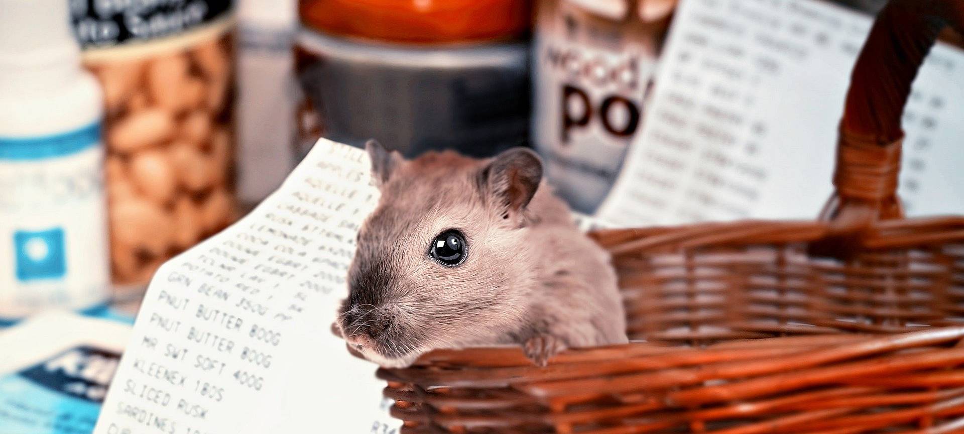 Kreis Borken: Wieder wird Klopapier gehamstert