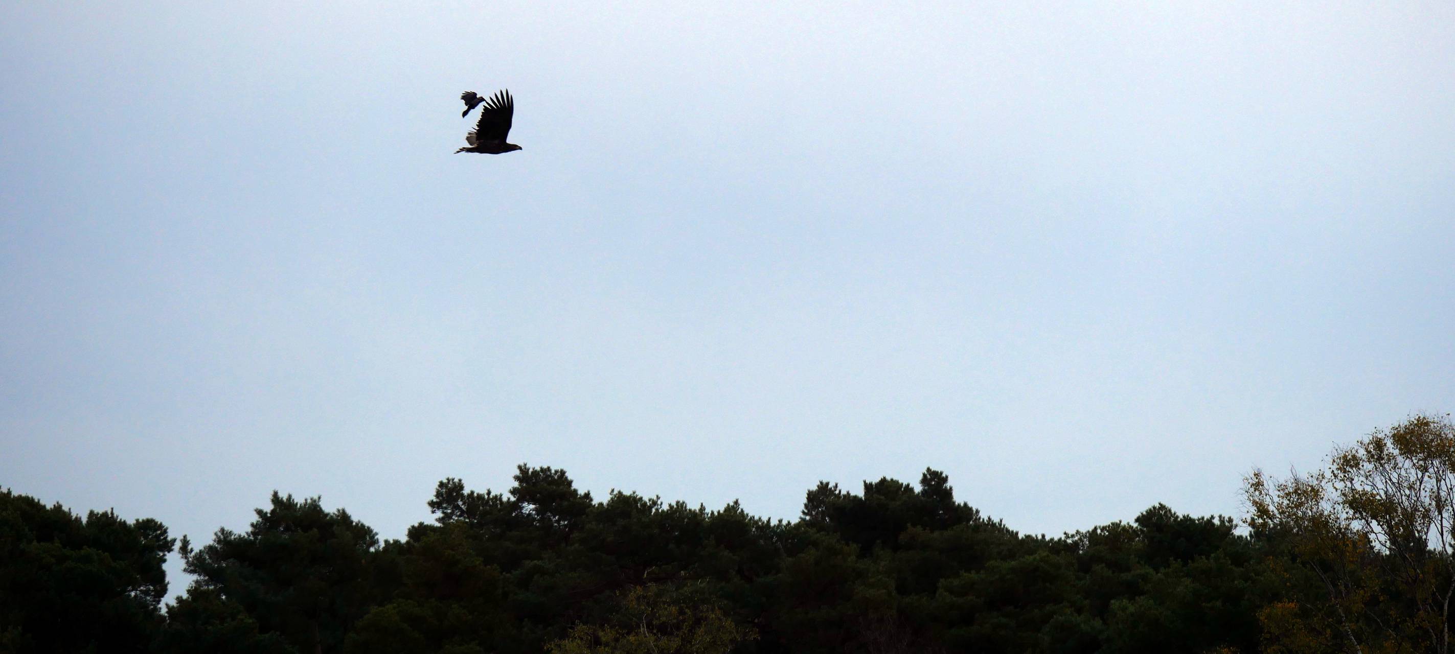 Seeadler im Kreis Borken zu Besuch