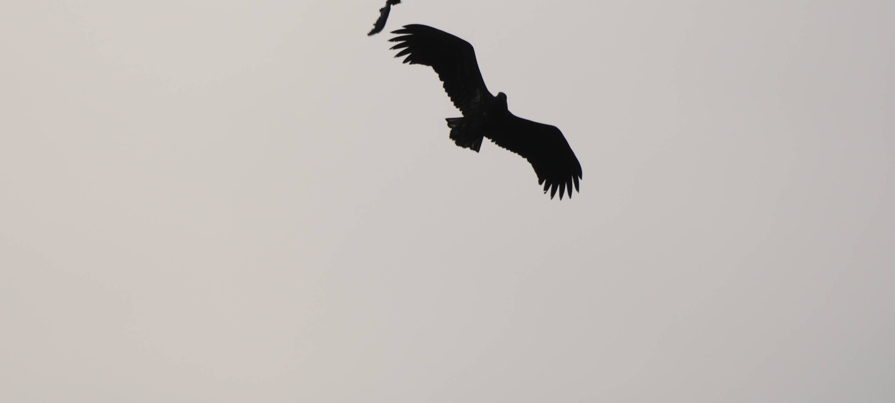 Seeadler im Kreis Borken zu Besuch